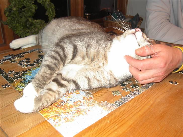 Huskat Don Felix (R.I.P.) - Kælepotten slår til igen! billede 8