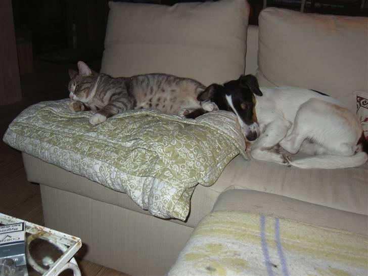 Huskat Don Felix (R.I.P.) - Felix og Casper tager sig en lur zzz... billede 9