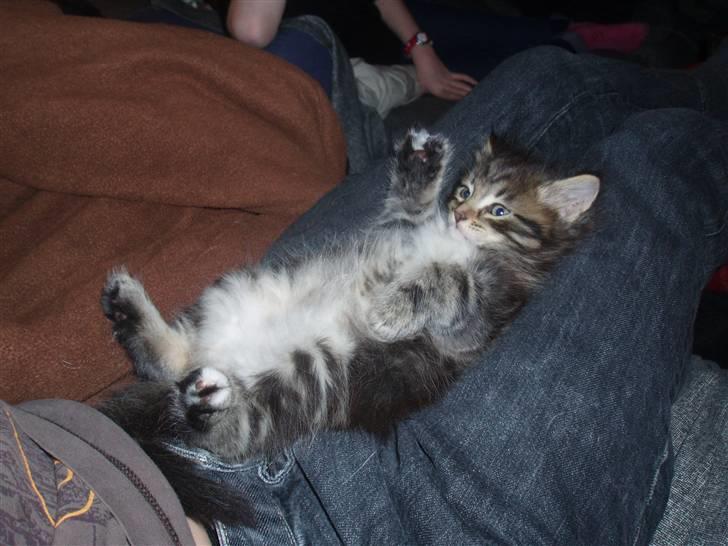 Maine Coon Aslan - Jeg nyder at ligge på skødet af min "storebror" billede 7