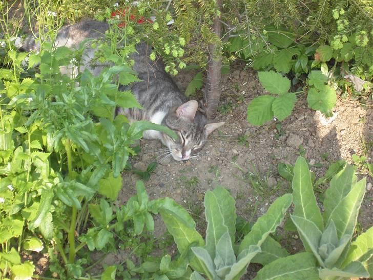 Huskat Don Felix (R.I.P.) - Don F elskede at være ude! billede 10