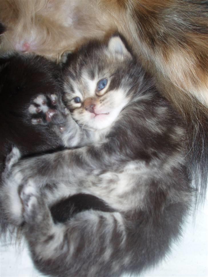 Maine Coon Aslan - 2½ uge gammel billede 8