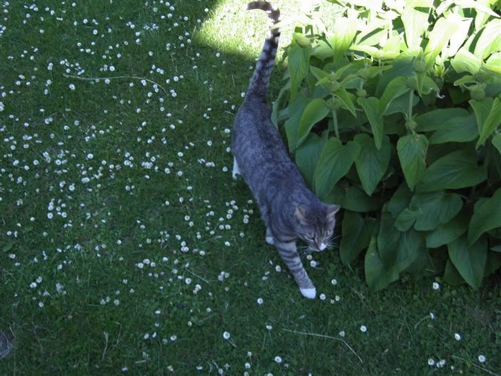 Huskat Don Felix (R.I.P.) - Smukke Felix vandrer i skyggen... billede 11