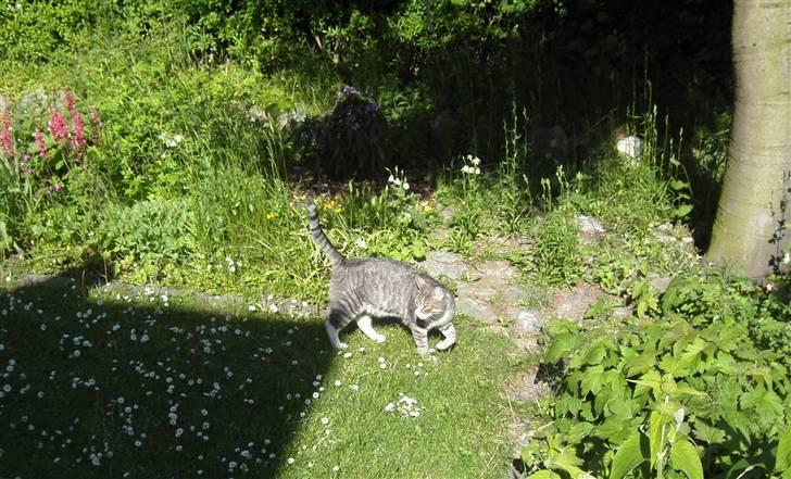 Huskat Don Felix (R.I.P.) - Don F fik øje på husets skygge :) billede 12