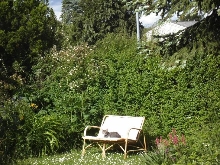 Huskat Don Felix (R.I.P.) - Don F ligger i HANS havestol :) billede 13