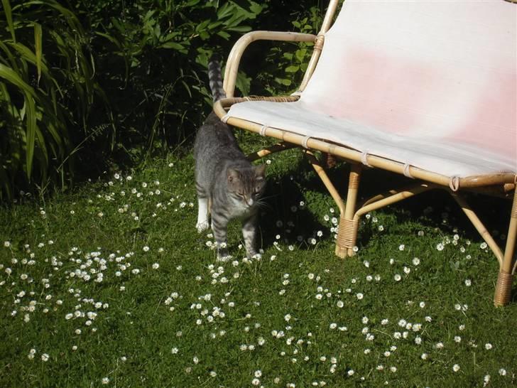 Huskat Don Felix (R.I.P.) - Er jeg ikke lækker? billede 14