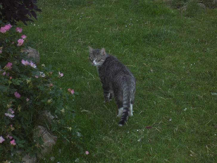 Huskat Don Felix (R.I.P.) - Felix og blomsterne... billede 15