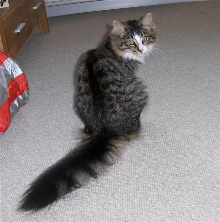 Norsk Skovkat Miss Felias Aprilia - "Sagde du noget?" billede 13