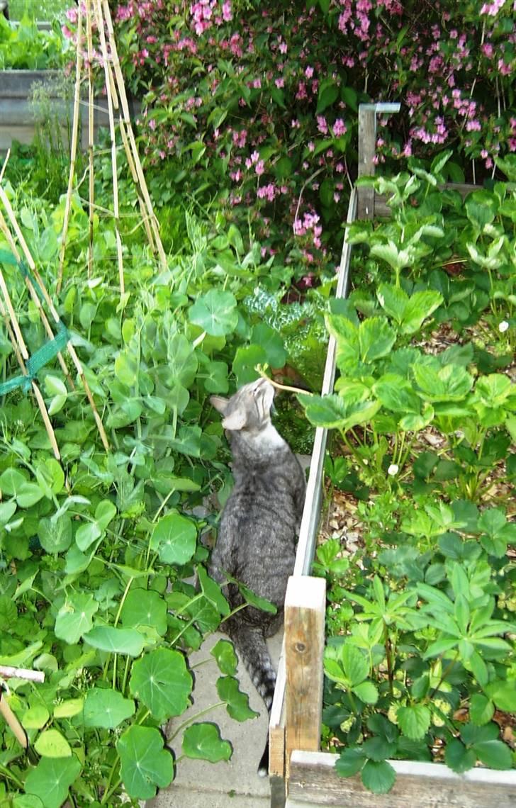 Huskat Don Felix (R.I.P.) - "Den her stilk dufter godt!" billede 16