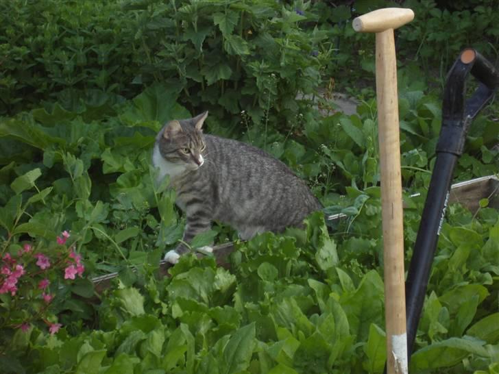 Huskat Don Felix (R.I.P.) - Don Felix passer sin have :) billede 17