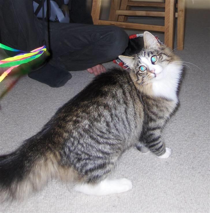 Norsk Skovkat Miss Felias Aprilia - Smukke Prille billede 14