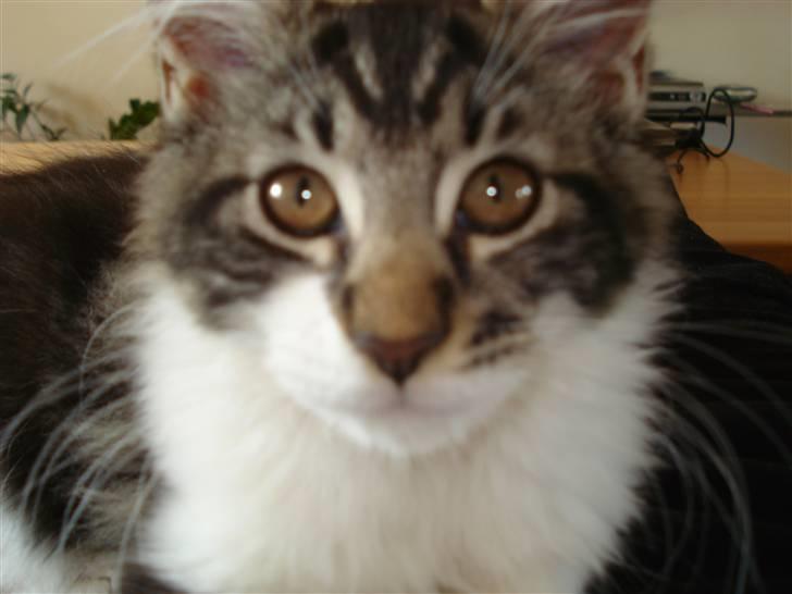 Maine Coon Luca billede 1