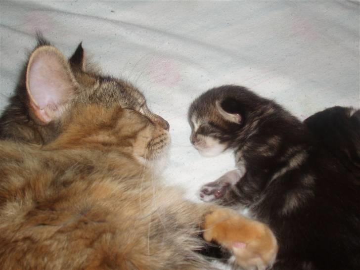 Maine Coon Aslan - Når man kun er to uger, er det godt at sove tæt på sin mor billede 9