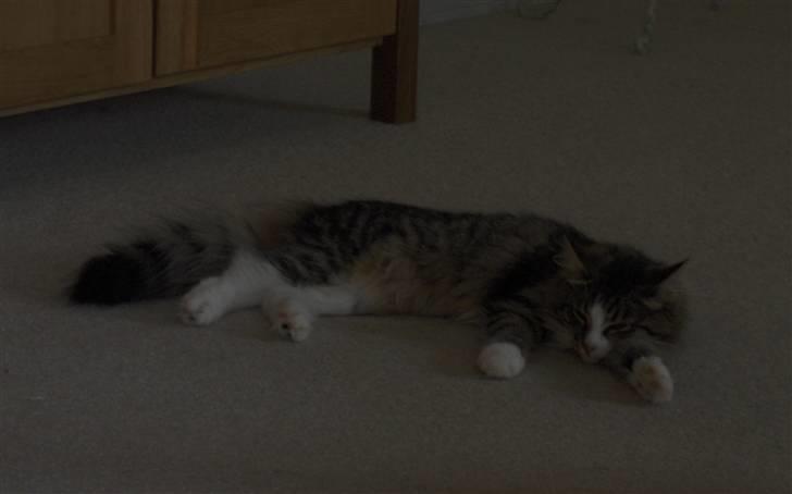 Norsk Skovkat Miss Felias Aprilia - Puha, man bliver godt nok træt af at lege så meget billede 15