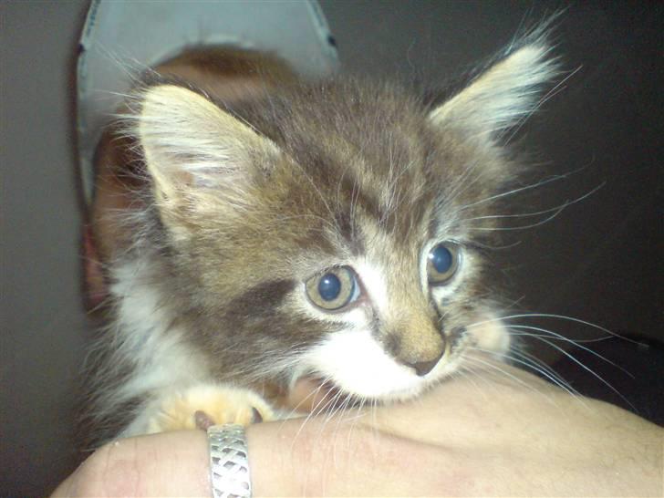 Maine Coon Luca billede 2