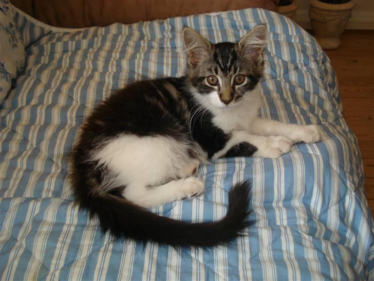 Maine Coon Luca billede 3