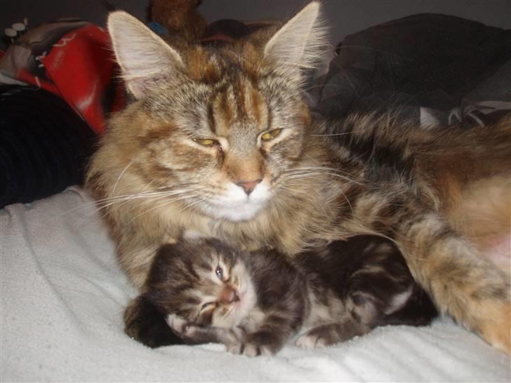 Maine Coon Aslan - Mor passer på, mens jeg sover. Er hun iøvrigt ikke flot, min mor? billede 10