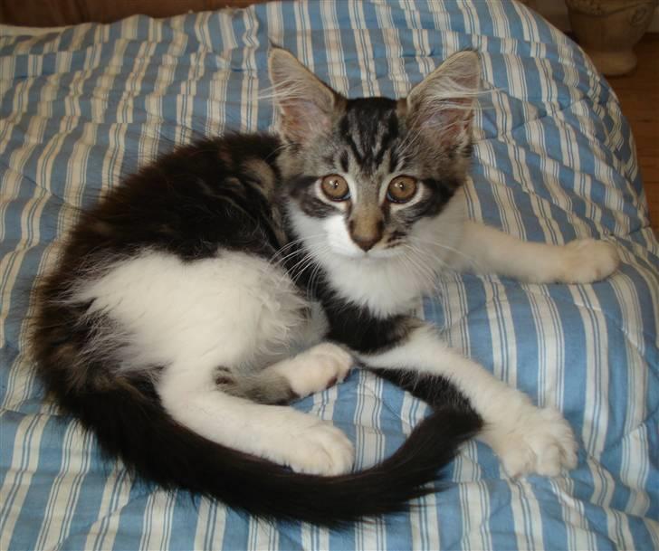 Maine Coon Luca billede 4