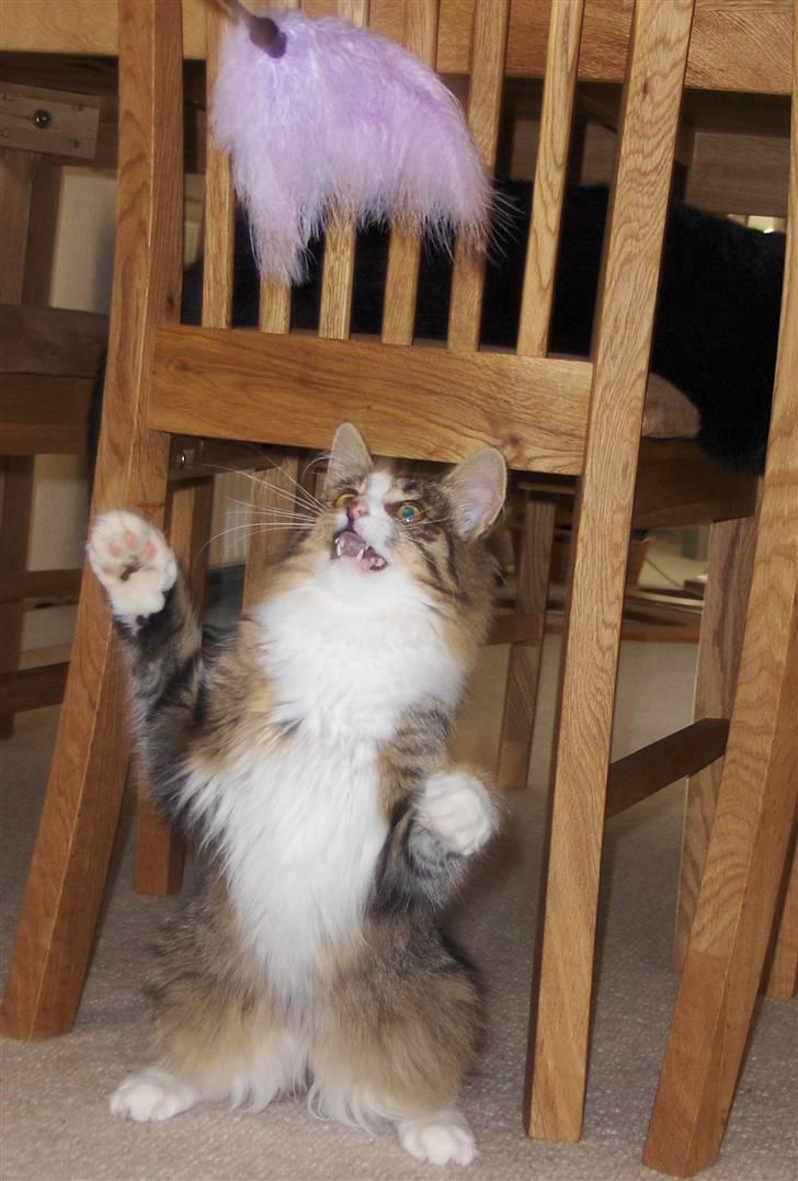 Norsk Skovkat Miss Felias Aprilia - Prille leger stor og farlig løve - igen ;o) billede 16