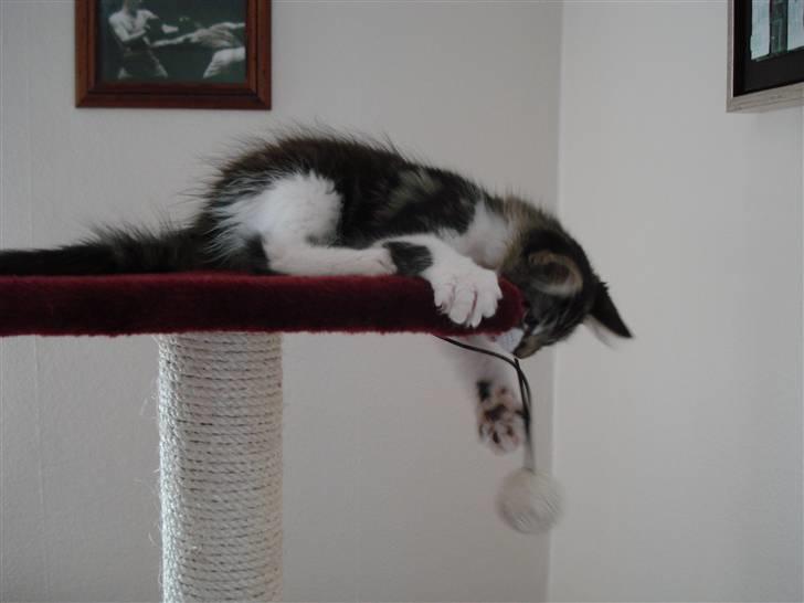 Maine Coon Luca billede 5