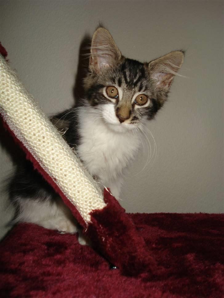 Maine Coon Luca billede 6