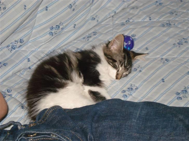 Maine Coon Luca billede 7