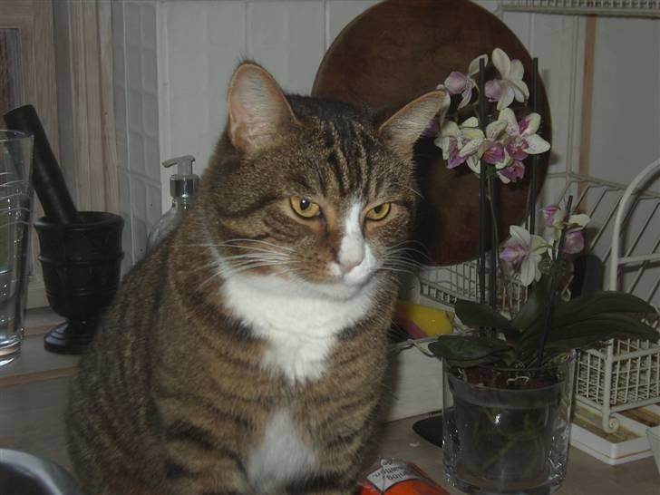 Huskat Samson (R.I.P.) - Dejlige Samsom... billede 11