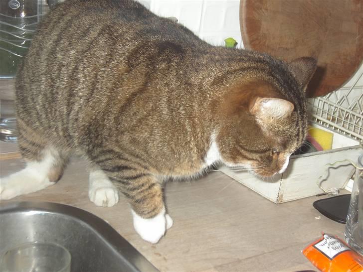 Huskat Samson (R.I.P.) - "Ånej, nu kommer de! Jeg skynde mig ned inden de opdager mig!" billede 12