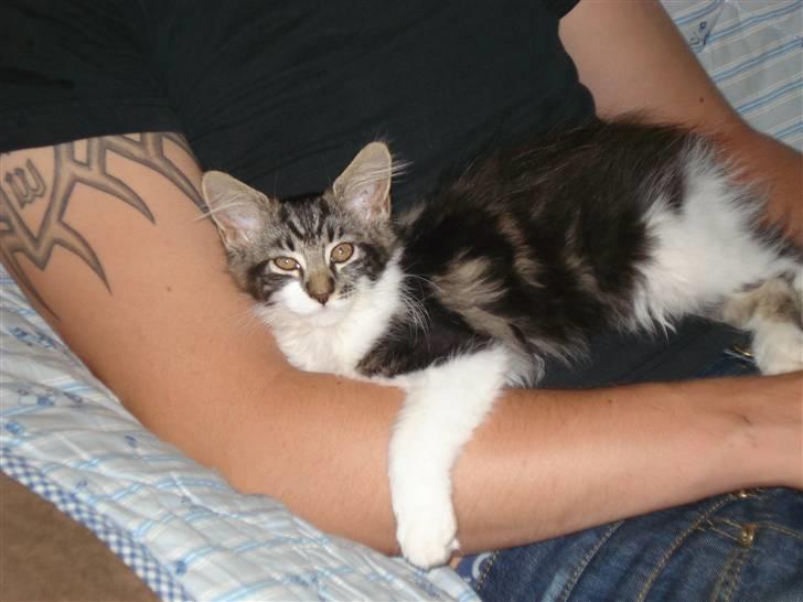 Maine Coon Luca billede 8