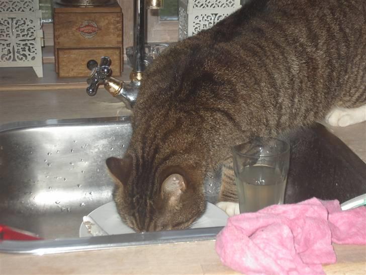 Huskat Samson (R.I.P.) - Samson drikker af vasken -IGEN! billede 13