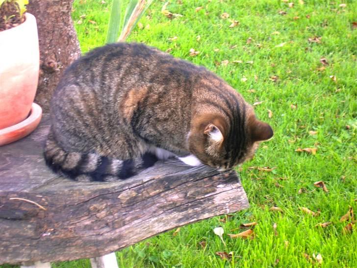 Huskat Samson (R.I.P.) - "Hvor blev den bille dog af?" billede 14