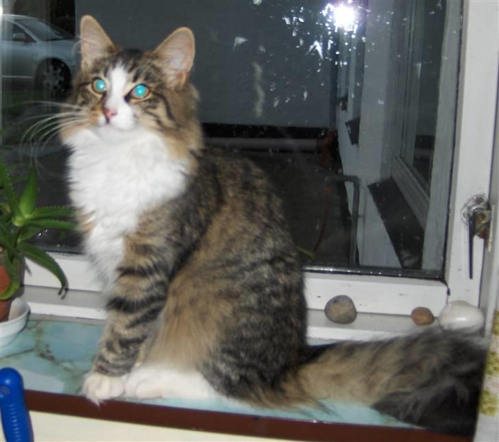 Norsk Skovkat Miss Felias Aprilia - Smukke Prille billede 17