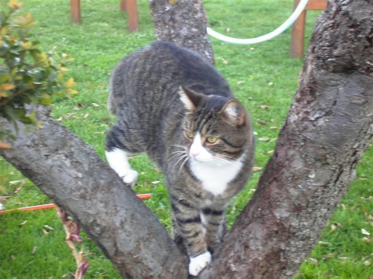 Huskat Samson (R.I.P.) - "Nu kommer Xander!" billede 15