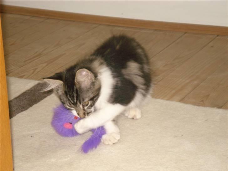 Maine Coon Luca billede 10