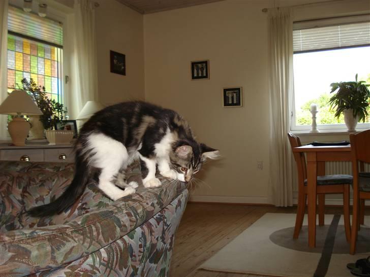 Maine Coon Luca billede 11