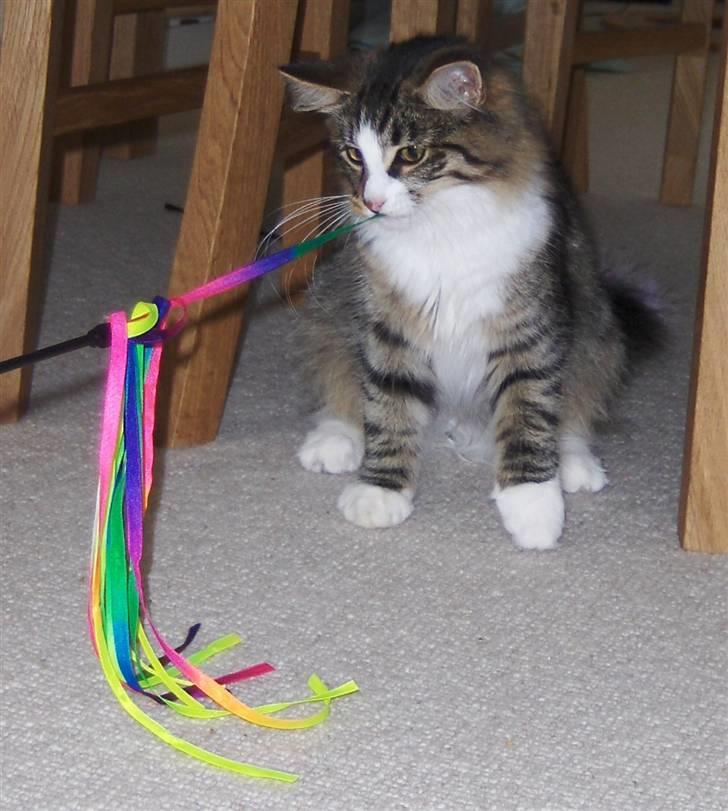 Norsk Skovkat Miss Felias Aprilia - "Niksen biksen, jeg giver ikke slip! Det er MIN" ;o) billede 18