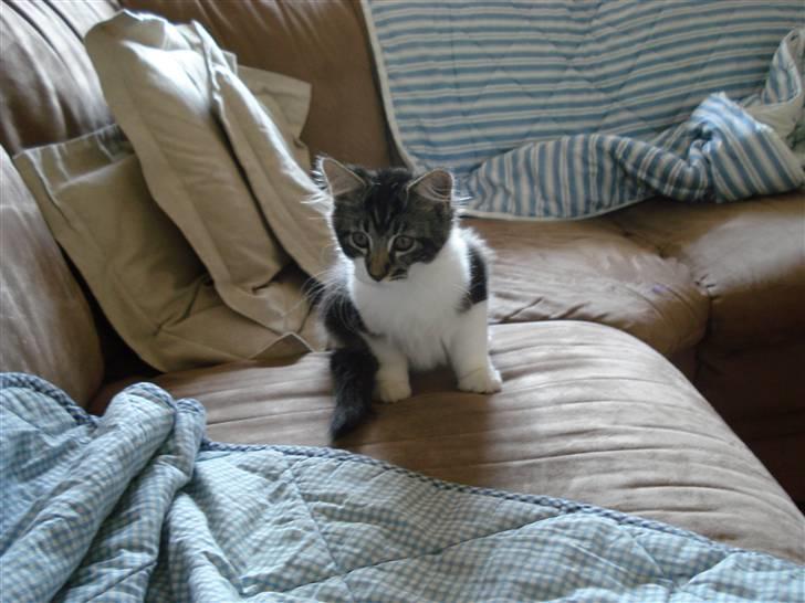 Maine Coon Luca billede 12