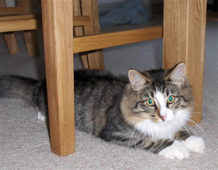 Norsk Skovkat Miss Felias Aprilia - Flotte Prille billede 19