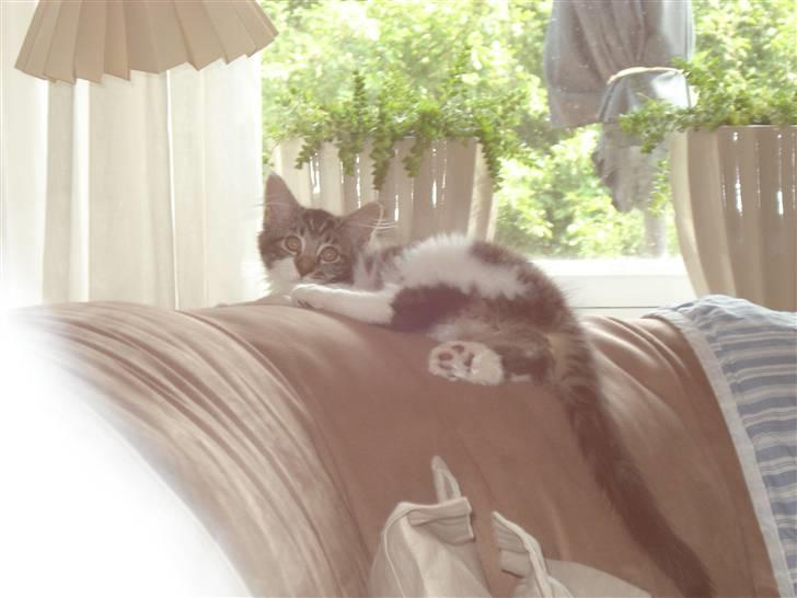 Maine Coon Luca billede 13