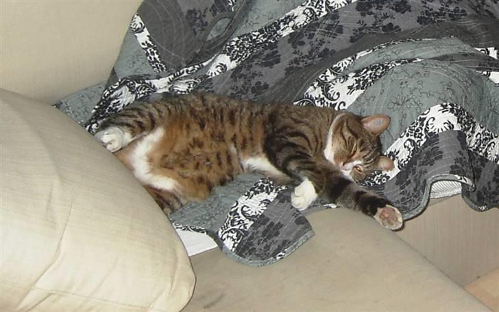 Huskat Samson (R.I.P.) - Forkælede Samson i sofaen... billede 16