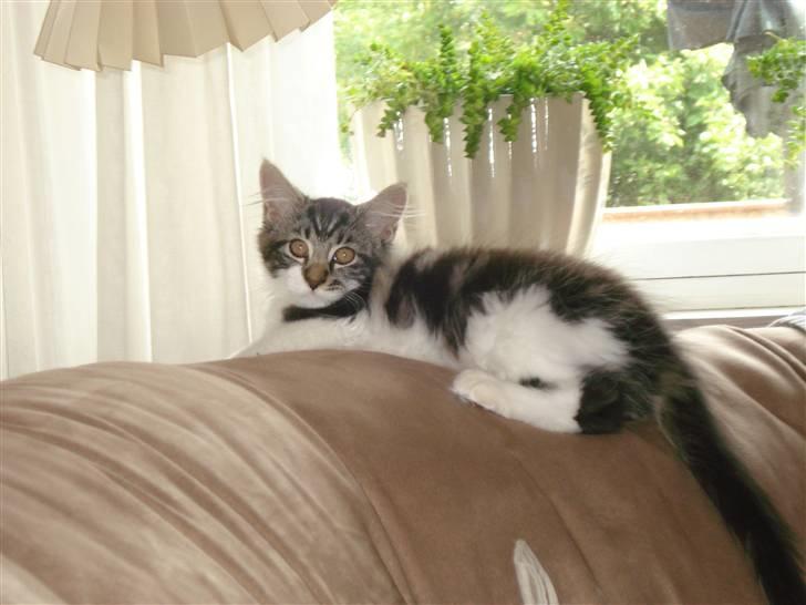 Maine Coon Luca billede 14