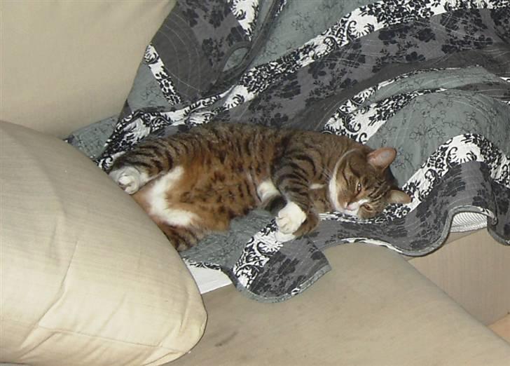 Huskat Samson (R.I.P.) - Glemmer dig aldrig <3 billede 17