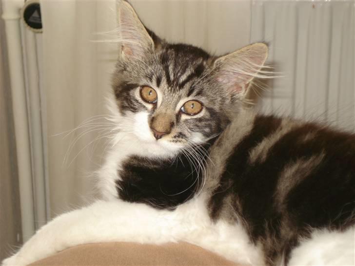 Maine Coon Luca billede 15
