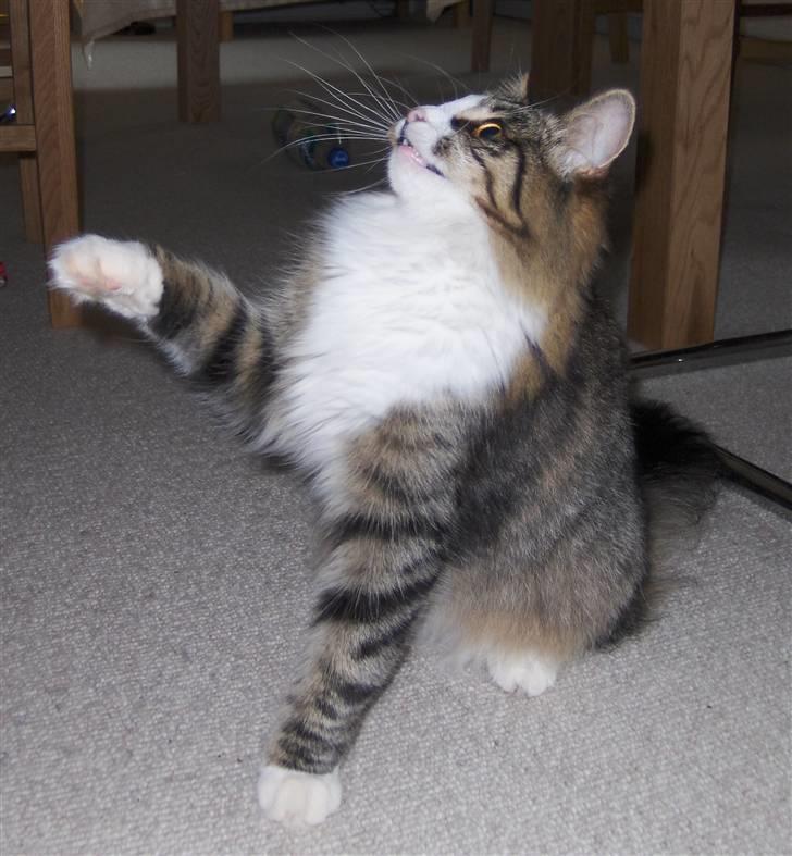 Norsk Skovkat Miss Felias Aprilia - "Farvel og tak for denne gang" siger Prille, men hun vinker farvel ;o) billede 20