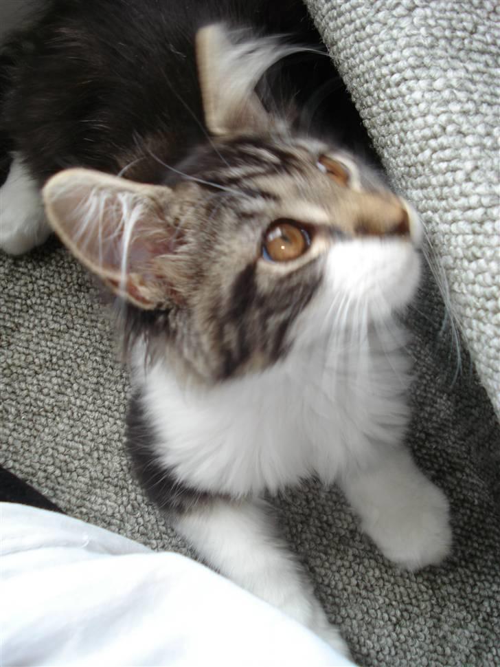 Maine Coon Luca billede 16