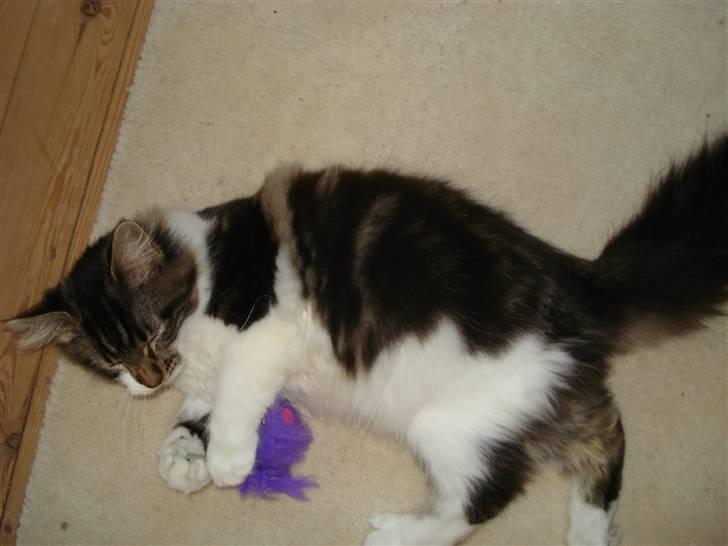 Maine Coon Luca billede 17