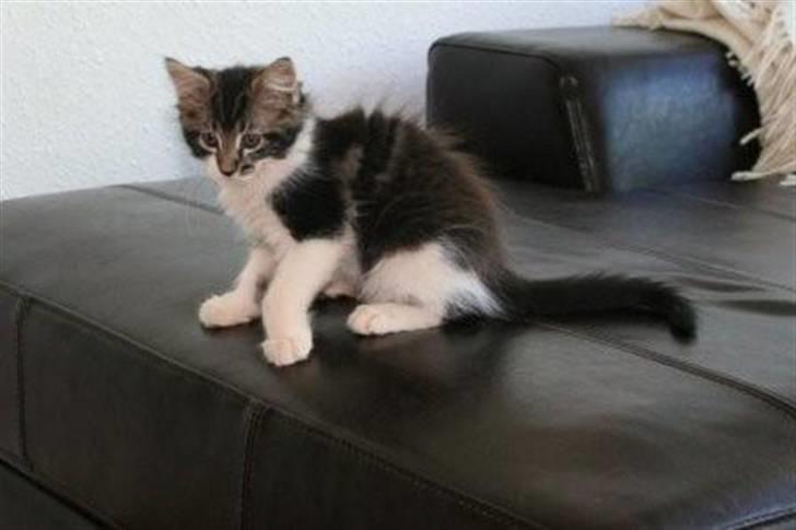 Maine Coon Luca billede 19