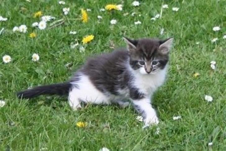 Maine Coon Luca billede 20