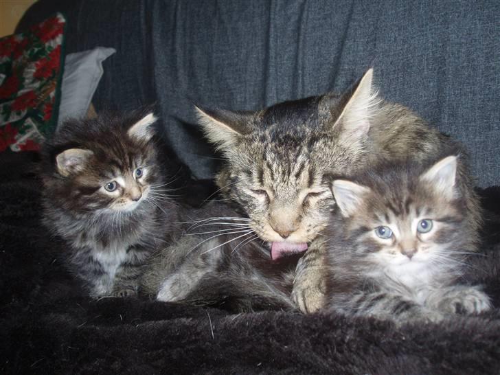 Maine Coon Aslan - Dejligt at blive nusset af min far Uzuri, mens min bror Attila (til venstre) ser på. billede 11