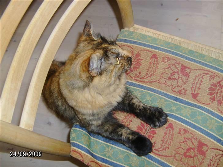 Blanding af racer Krydder billede 4