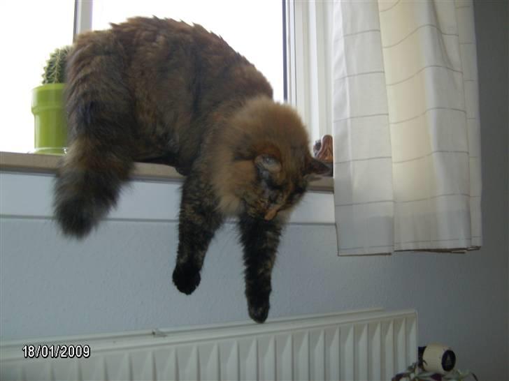 Blanding af racer Krydder billede 5